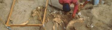 pygmy mammoth dig - Tim Hauf - timhaufphotography.com